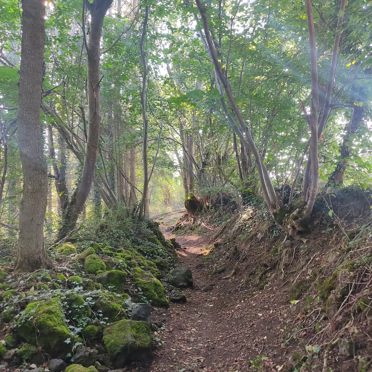 Chemin forestier invitant à avancer pas à pas