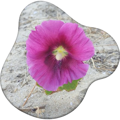 Rose trémière rencontrée sur une plage